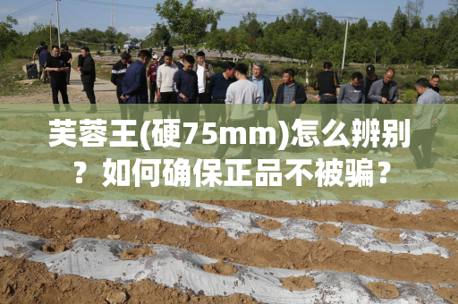 芙蓉王(硬75mm)怎么辨别？如何确保正品不被骗？